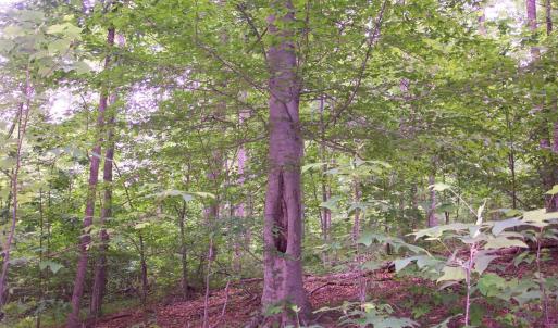 Forest View