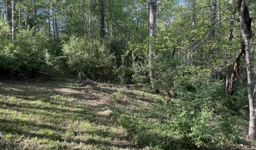Wooded Area