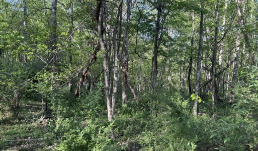 Wooded Area