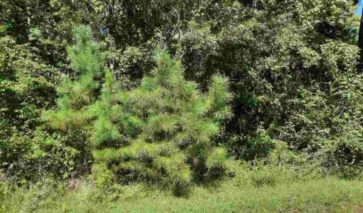 Photo #1 of Lot 9 Wisteria Dr., Hemingway, SC 0.3 acres