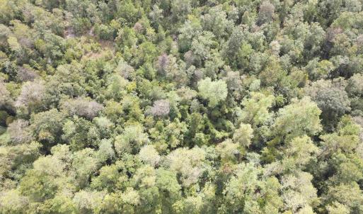 Photo #5 of Lot 6 Rainbow Dr., Loris, SC 2.1 acres