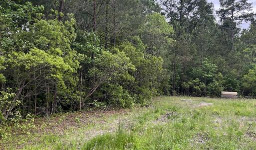 Photo #3 of TBD Betts Rd., Murrells Inlet, SC 32.5 acres