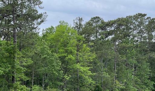 Photo #4 of TBD Betts Rd., Murrells Inlet, SC 32.5 acres