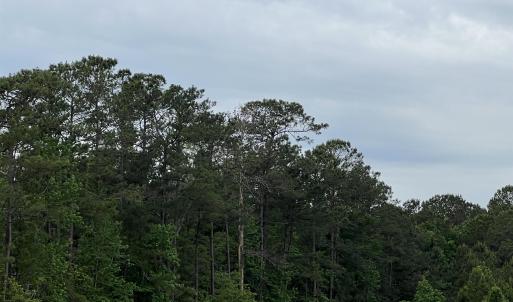 Photo #5 of TBD Betts Rd., Murrells Inlet, SC 32.5 acres