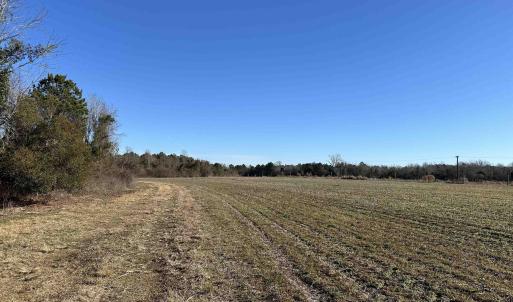 Photo #14 of 821 Lake City Hwy., Johnsonville, SC 149.0 acres