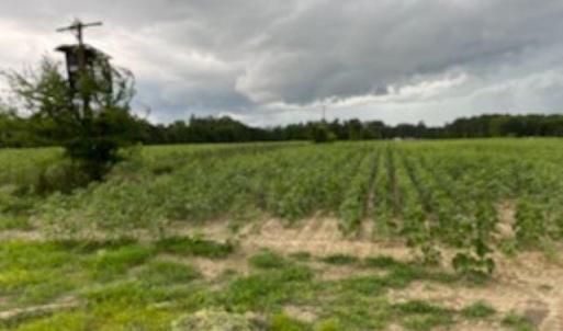 Photo #11 of 821 Lake City Hwy., Johnsonville, SC 149.0 acres