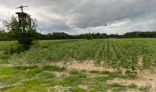 Photo #10 of 821 Lake City Hwy., Johnsonville, SC 149.0 acres