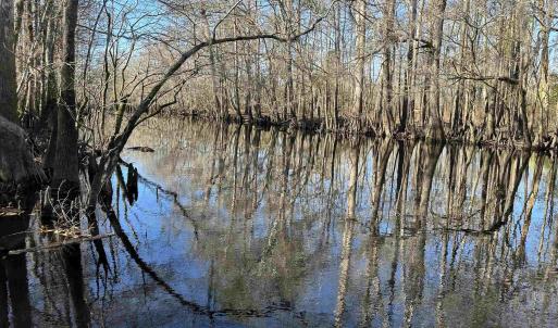 Photo #13 of 821 Lake City Hwy., Johnsonville, SC 149.0 acres