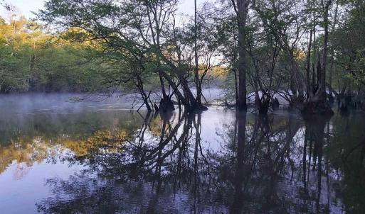Photo #4 of TBD Black Island Rd., Galivants Ferry, SC 0.5 acres
