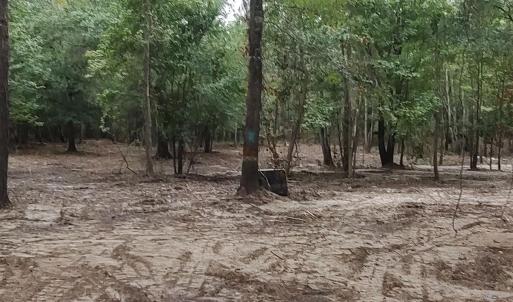 View of local wilderness