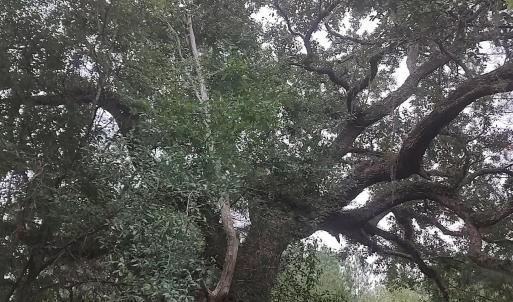 View of nature