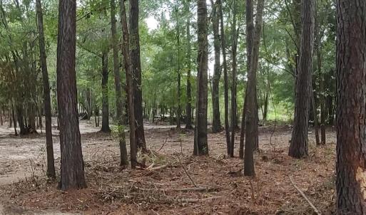 View of local wilderness