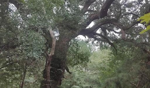 View of local wilderness