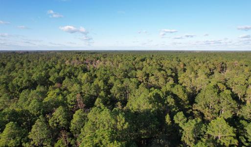 Photo #4 of TBD Roper Woods Rd., Hemingway, SC 92.5 acres