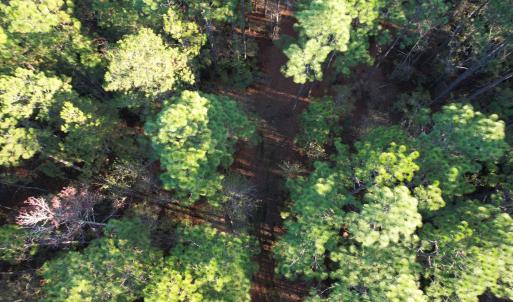 Photo #3 of TBD Roper Woods Rd., Hemingway, SC 92.5 acres