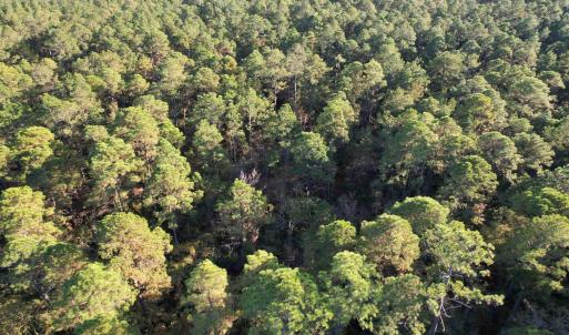 Photo #6 of TBD Roper Woods Rd., Hemingway, SC 92.5 acres