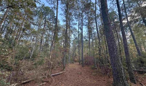 Photo #8 of TBD Roper Woods Rd., Hemingway, SC 92.5 acres