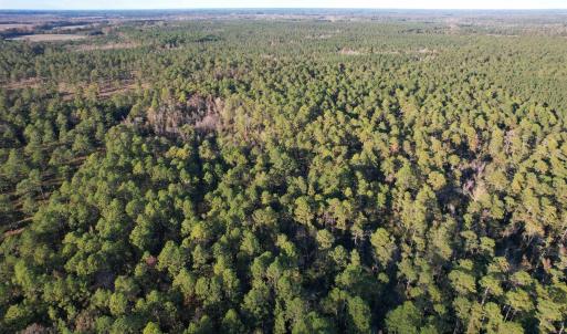 Photo #7 of TBD Roper Woods Rd., Hemingway, SC 92.5 acres