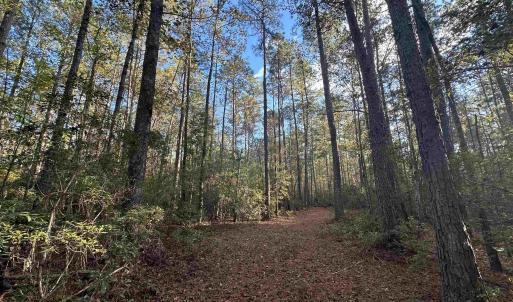 Photo #1 of TBD Roper Woods Rd., Hemingway, SC 92.5 acres