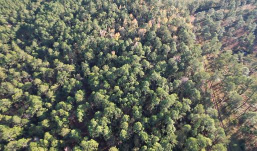 Photo #5 of TBD Roper Woods Rd., Hemingway, SC 92.5 acres