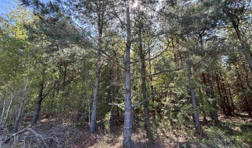 Photo #13 of TBD McClellan Rd., Hamer, SC 7.8 acres