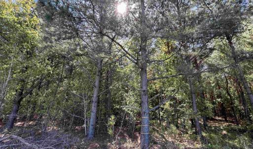 Photo #2 of TBD McClellan Rd., Hamer, SC 7.8 acres