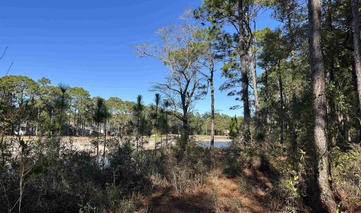 View of local wilderness