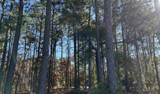 View of local wilderness