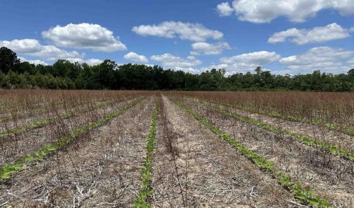 Photo #4 of TBD Easler Hwy, Greeleyville, SC 64.0 acres