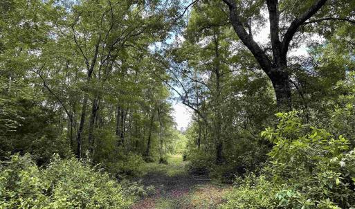 Photo #10 of TBD Easler Hwy, Greeleyville, SC 64.0 acres
