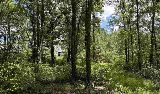 Photo #11 of TBD Easler Hwy, Greeleyville, SC 64.0 acres