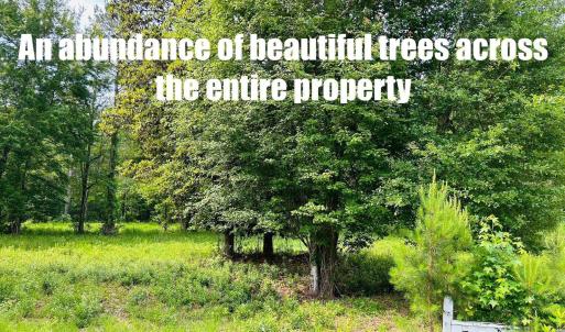 Photo #4 of 9985 Highway 17 North, McClellanville, SC 4.7 acres