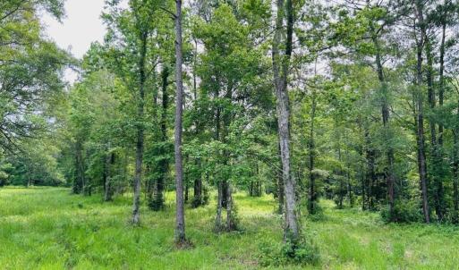 Photo #16 of 9985 Highway 17 North, McClellanville, SC 4.7 acres