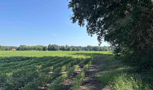 Photo #5 of TBD Sumter Hwy., Kingstree, SC 33.5 acres