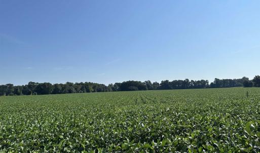 Photo #6 of TBD Sumter Hwy., Kingstree, SC 33.5 acres