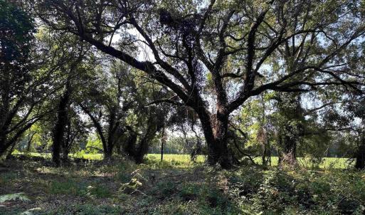 Photo #3 of TBD Sumter Hwy., Kingstree, SC 33.5 acres