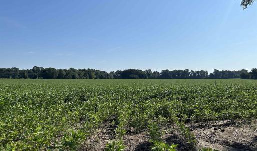 Photo #6 of TBD Sumter Hwy., Kingstree, SC 33.5 acres