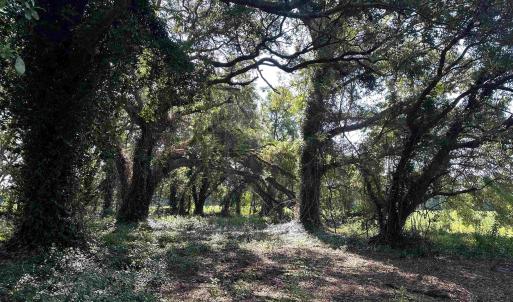 Photo #4 of TBD Sumter Hwy., Kingstree, SC 33.5 acres