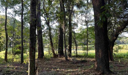 View of local wilderness