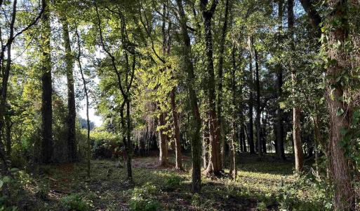 View of local wilderness