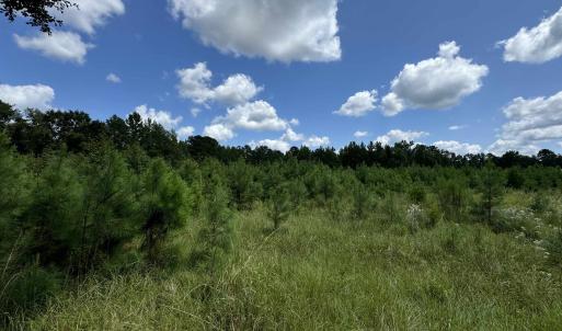 View of nature