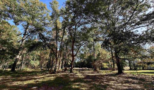 Photo #21 of TBD White Oak Dr., Manning, SC 20.5 acres