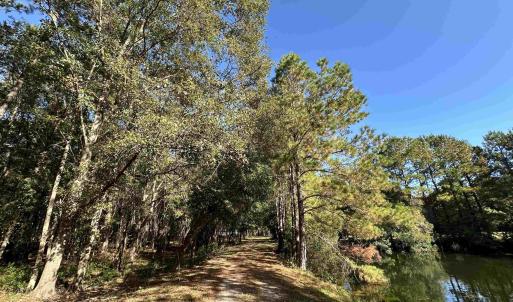 Photo #23 of 20.53 Acres-TBD White Oak Dr., Manning, SC 20.5 acres