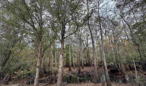 View of local wilderness