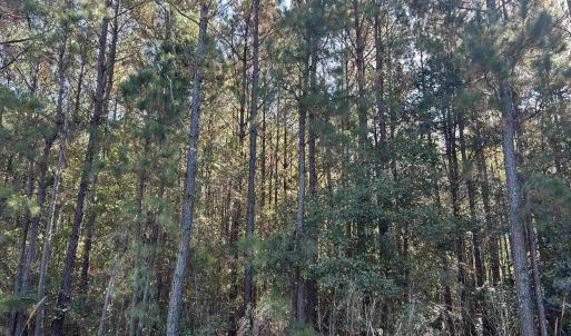 View of local wilderness