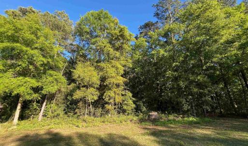 View of local wilderness