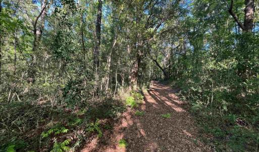 View of local wilderness