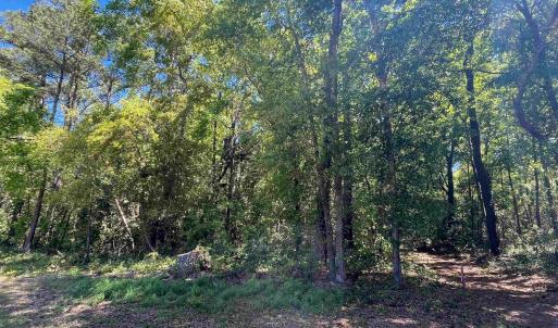 View of local wilderness