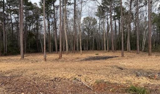 View of local wilderness