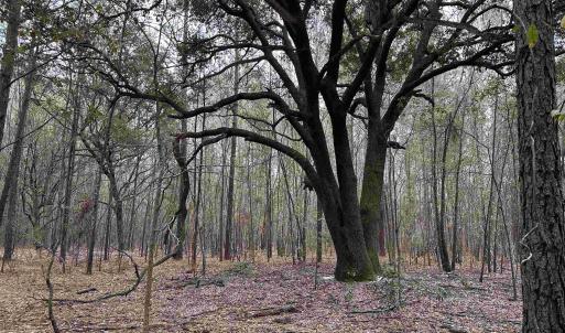 Photo #1 of 34 Acres - TBD Easler Hwy, Greeleyville, SC 34.1 acres